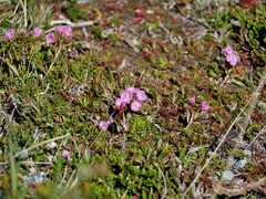 Kalmia microphylla