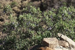 Eriolarynx australis