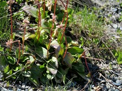 Leptarrhena pyrolifolia