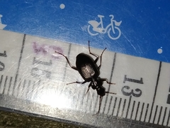 Limodromus