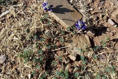 Dalea boliviana