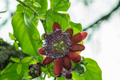 Passiflora alata