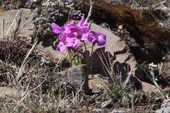 Oxalis trollii