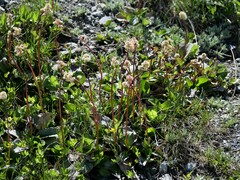 Leptarrhena pyrolifolia