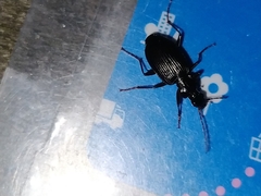 Limodromus