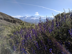 Psorothamnus arborescens minutifolius