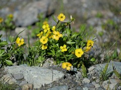 Ranunculus eschscholtzii
