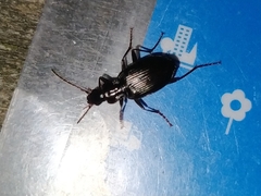 Limodromus