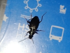 Limodromus