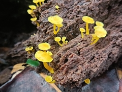 Tricholomopsis aurea