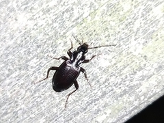 Limodromus