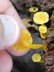 Tricholomopsis aurea