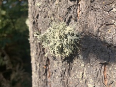 Evernia