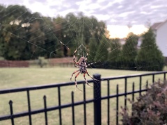 Neoscona domiciliorum