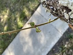 Homoeolabus analis