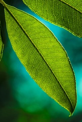 Backhousia citriodora