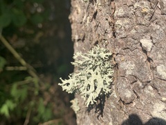 Evernia