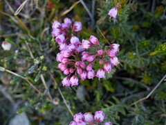 Phyllodoce empetriformis