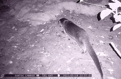 Lontra longicaudis