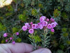 Phyllodoce empetriformis