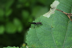 Brentinae