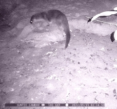 Lontra longicaudis