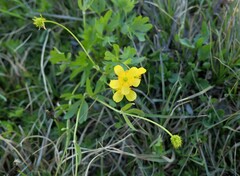 Ranunculus eschscholtzii