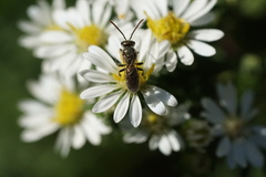 Dialictus