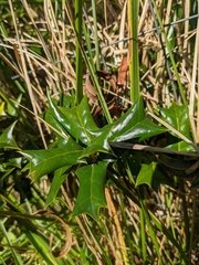Ilex cornuta