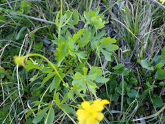 Ranunculus eschscholtzii