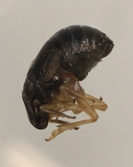 Caliscelidae