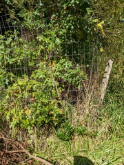 Ilex cornuta