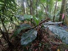 Anthurium crenatum