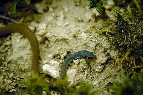 Dahl's Whip Snake, Silifke/Mersin, Turkije, photo 7 of 10