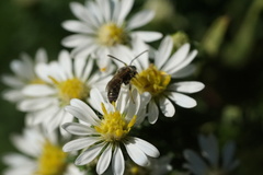 Dialictus