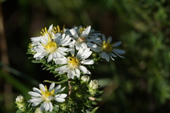 Symphyotrichum ericoides
