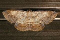 Campatonema lineata
