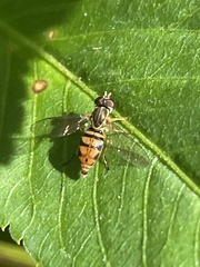 Toxomerus floralis