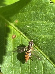 Toxomerus floralis
