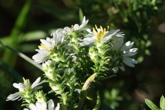 Symphyotrichum ericoides
