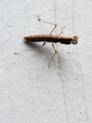 Mantodea