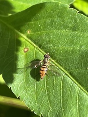 Toxomerus floralis