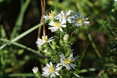 Symphyotrichum ericoides