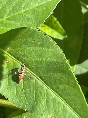Toxomerus floralis