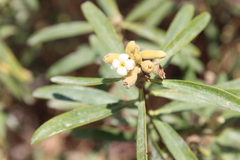 Daphne mucronata