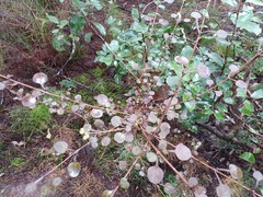 Coprosma spathulata