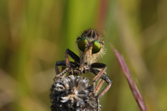 Promachus vertebratus