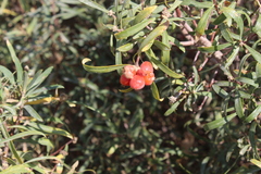 Daphne mucronata