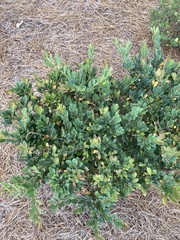 Buxus