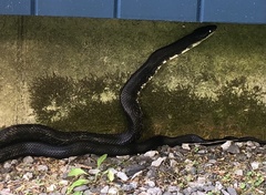 Pantherophis alleghaniensis